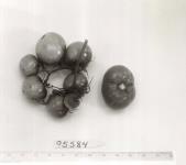 Click for 1 image(s) for this accession. FRUIT